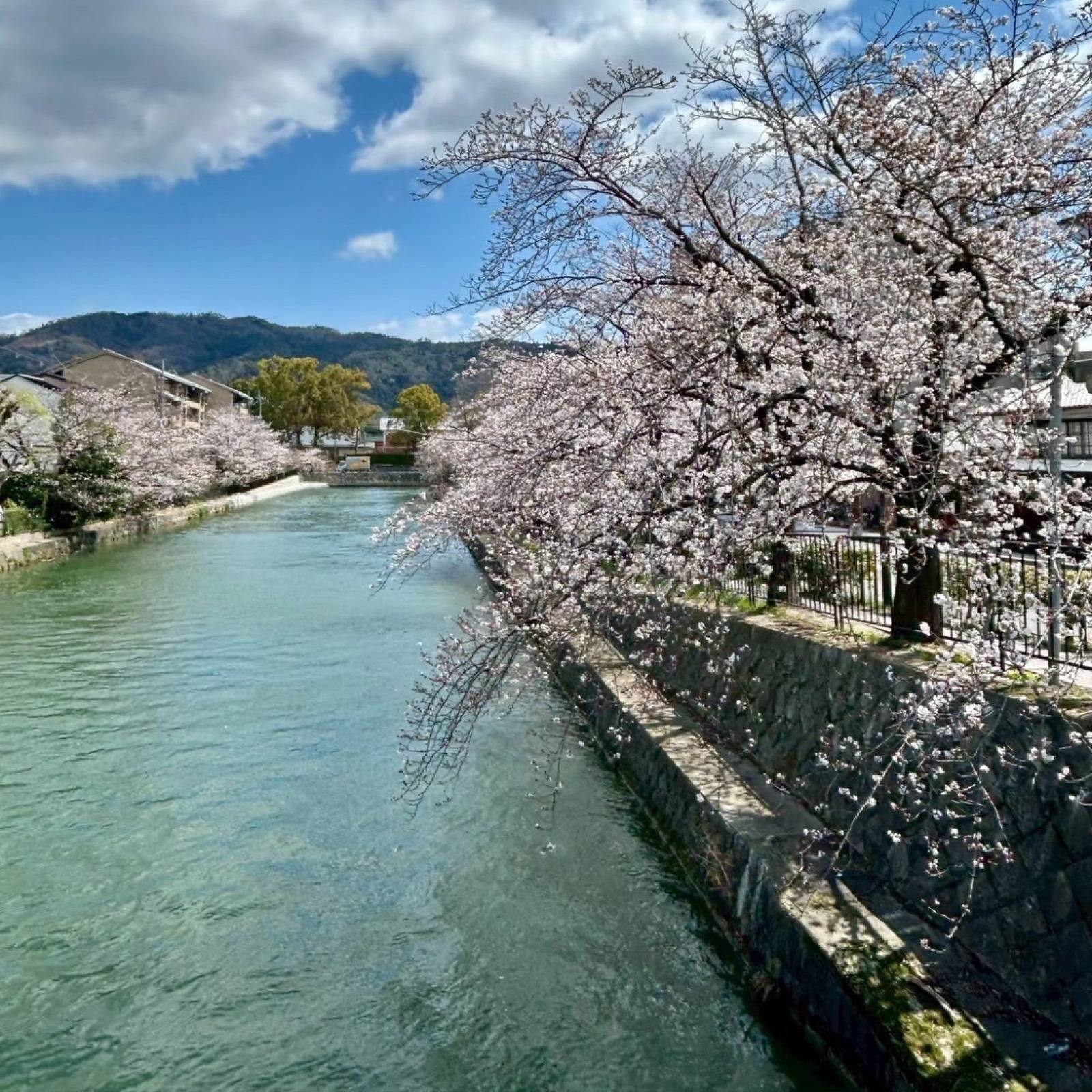 岡崎の疏水沿いの桜並木 / Cherry trees in full bloom along the Okazaki canal
