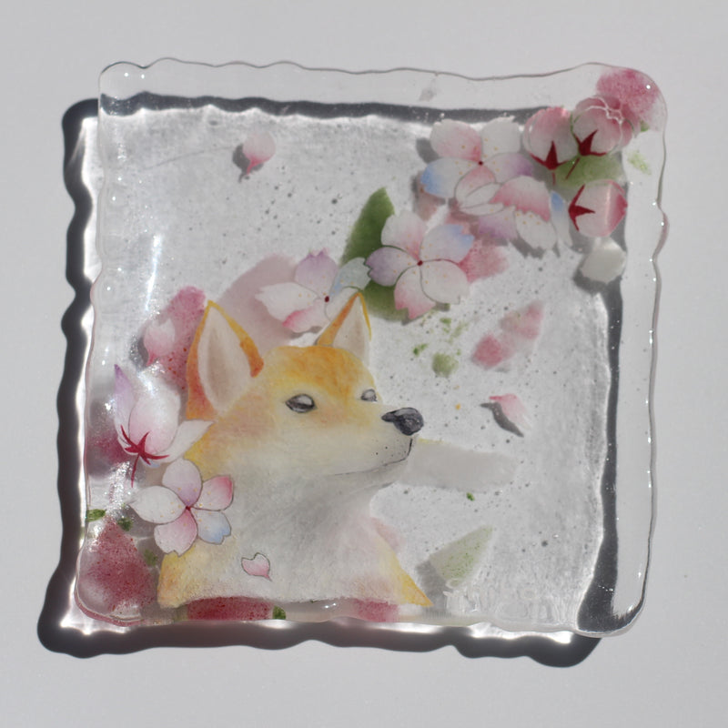 桜と柴犬　Shiba Inu Beneath the Cherry Blossoms