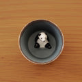 Panda Sake Cup (Gray)