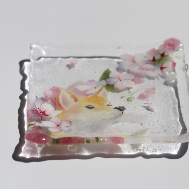 桜と柴犬　Shiba Inu Beneath the Cherry Blossoms