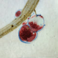 染付辰砂 葡萄紋 方盤